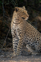 Close-up of leopard sitting staring over shoulder