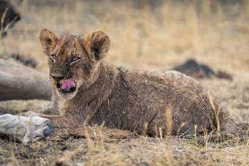 Close-up of lion cub lying licking lip