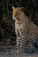 Fototapeta na wymiar Close-up of leopard sitting beside bush staring