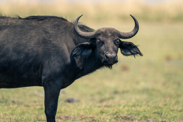 Close-up of female Cape buffalo watching camera
