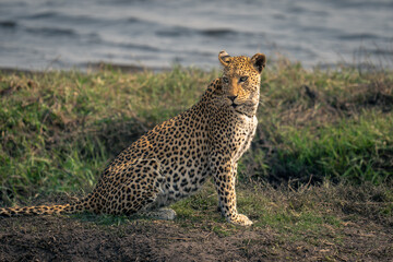 Close-up of female leopard sitting near river