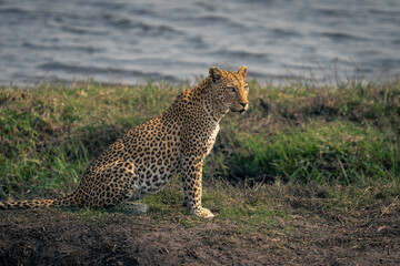 Fototapeta na wymiar Close-up of female leopard sitting on riverbank