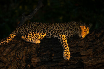 Fototapeta na wymiar Close-up of leopard lying on branch sleeping