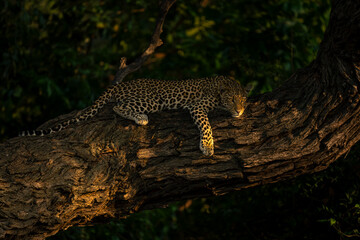 Close-up of leopard lying on sunlit tree