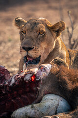 Close-up of lioness lying beside buffalo remains