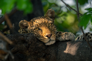Close-up of leopard watching camera from tree