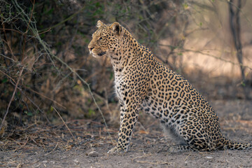 Close-up of leopard sitting staring in profile