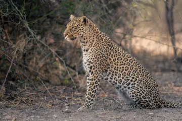 Foto op Aluminium Close-up of leopard sitting staring in profile © Nick Dale
