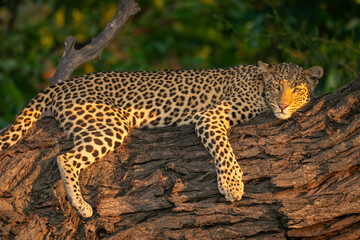 Close-up of leopard straddling sunlit tree trunk