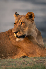 Close-up of lioness lying down looking back