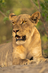 Close-up of lioness lying down turning head