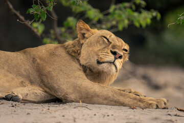Close-up of lioness lying sleepily on sand
