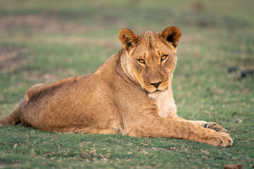 Close-up of lioness lying looking toward camera