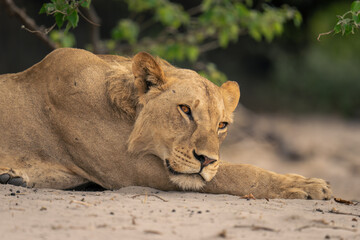 Close-up of lioness resting head on paw