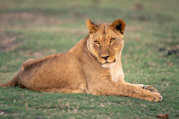 Close-up of lioness lying on grass floodplain
