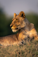 Close-up of lioness lying on grassy mound