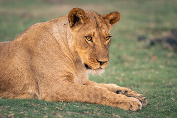 Close-up of lioness lying on grass plain