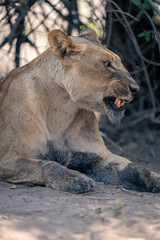 Close-up of lioness lying snarling in bushes