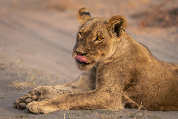 Close-up of lioness lying on sandy track