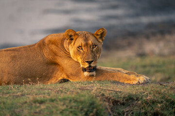 Fototapeta na wymiar Close-up of lioness lying staring at camera