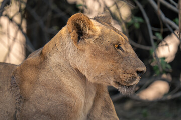 Naklejka premium Close-up of lioness lying staring in bushes