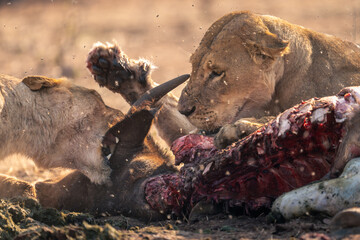 Close-up of lioness slapping another over carcase