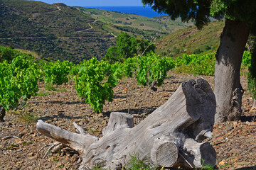 Obraz premium Vineyard in the hills above the Sea