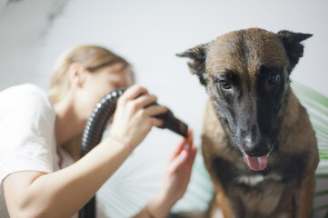 Dog grooming, Pets and pet friendly - 623461099