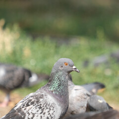 Fototapeta premium Close up pigeon eyes and feathers with green blurred background
