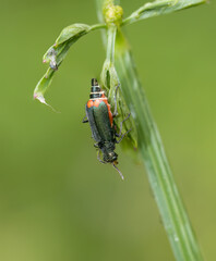 Malachius bipustulatus, malachite beetle.