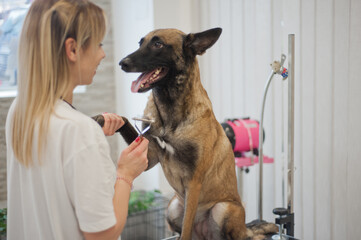 Dog grooming, Pets and pet friendly - 623462409