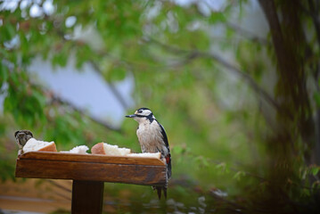 Greater Spotted Woodpecker