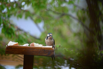 Greater Spotted Woodpecker