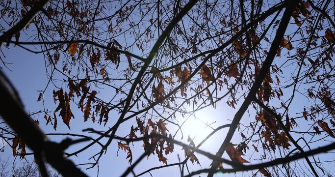 the old dry oak foliage hanging on the branches, fallen from autumn and sagging until spring foliage on the oak tree
