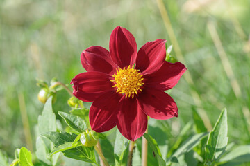 Single-florwered, dark-red dahlia blossom. Dahlia classification group 1. Central disk with a...