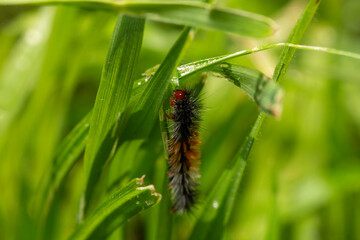 closeup macro shot of 
Ocnogyna, a moth caterpillar 