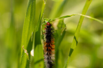 closeup macro shot of 
Ocnogyna, a moth caterpillar 