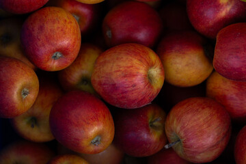 red organic apples freshly harvested in Adelaide, South Australia