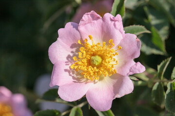A pink dog rose (Rosa canina) and its stamen.