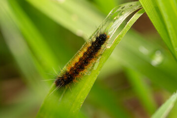 closeup macro shot of 
Ocnogyna, a moth caterpillar 