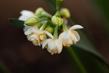 erlicheer daffodil flowers during early spring in Adelaide, South Australia