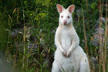 Albino wallaby in a national park in Australia. Native Australian wildlife