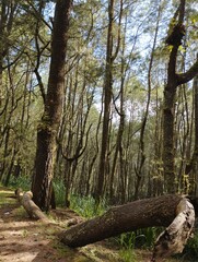 Bali Island, 08 May 2023 : A fallen tree in a pine forest in Kintamani, Bangli, Indonesia.