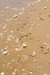 Seaside sandy beach with many different shells. Beautiful sea landscape. Vertical image.