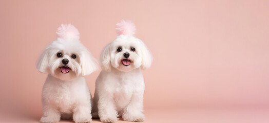 Two cute white Maltese puppies in birthday cap celebrating a birthday, sitting on a beige, pink studio background with copy space. happy birthday card with pets. Ai generative