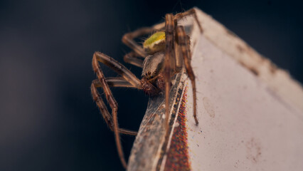 Details of a green spider.