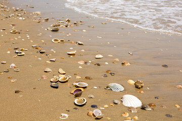 Seaside sandy beach with many different shells. Beautiful sea landscape. Spain.