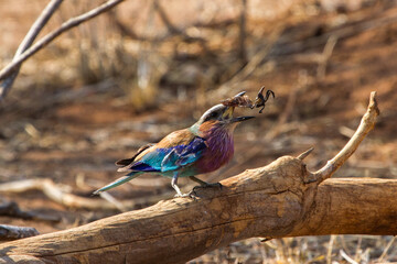 lilac breasted roller eating an insect perched on a branch in chobe riverfront park, botswana