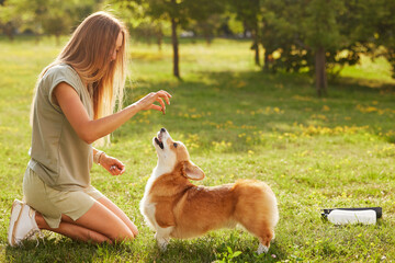 young girl trains pembroke welsh corgi in the park in sunny weather, happy dogs concept