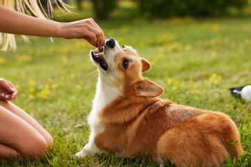young girl trains pembroke welsh corgi in the park in sunny weather, happy dogs concept